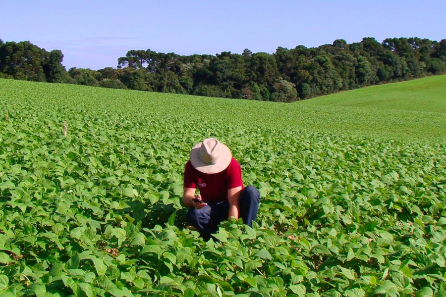 Um homem aparece agachado, usando chapéu, em meio a uma plantação de soja. 